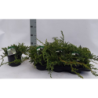 Žvynuotasis kadagys - Juniperus squamata BLUE CARPET