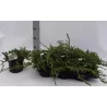 Žvynuotasis kadagys 'Blue Carpet' - Juniperus squamata