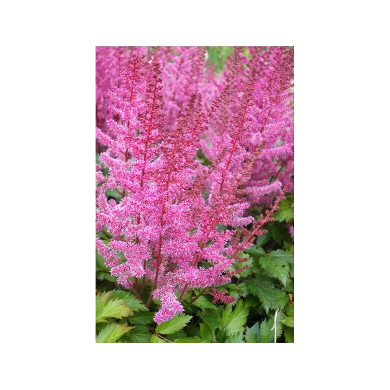 Astilbė - Astilbe arendsii Lilli Goos P15x15C2