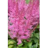 Astilbė - Astilbe arendsii Lilli Goos P15x15C2