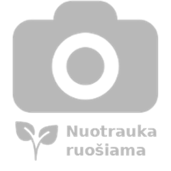 Vitis labrusca Nordica P15