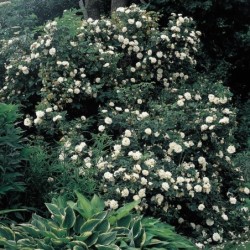 Rožė - Rosa ALBA 2026 m