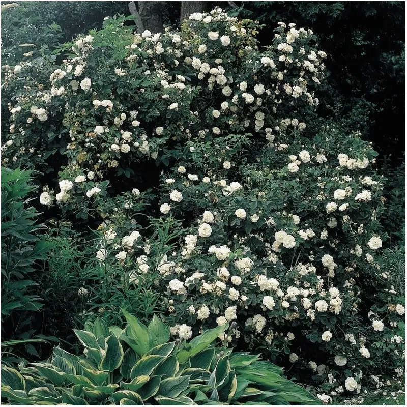 Rožė - Rosa ALBA 2026 m