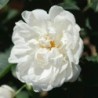 Rožė - Rosa ALBA