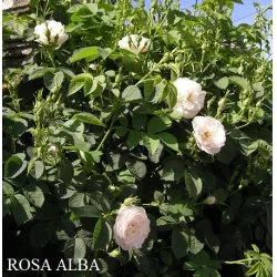 Rožė - Rosa ALBA 2026 m