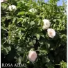 Rožė - Rosa ALBA 2026 m