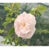 Rožė - Rosa ALBA