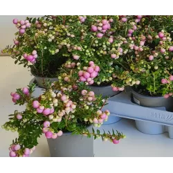 Bruknuolė (rožinė) - Gaultheria mucronata P9 gyva foto 2022-08-23