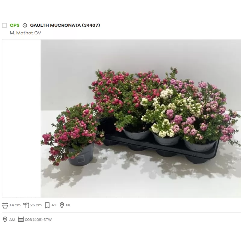 Bruknuolė (rožinė, raudona ir balta) - Gaultheria mucronata (pernettya) P14 pristatome nuo rugpjūčio