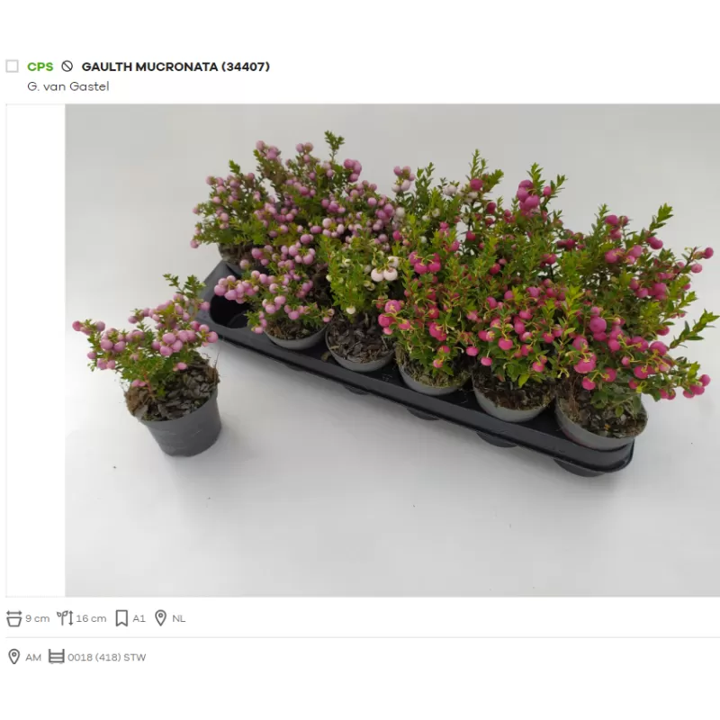 Bruknuolė (mix) - Gaultheria mucronata (pernettya) P9 gyva foto 2022-09-14