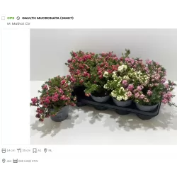 Bruknuolė (mix) - Gaultheria mucronata (pernettya) P9 gyva foto 2022-09-14