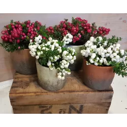 Bruknuolė (mix) - Gaultheria mucronata (pernettya) P9 gyva foto 2022-09-14