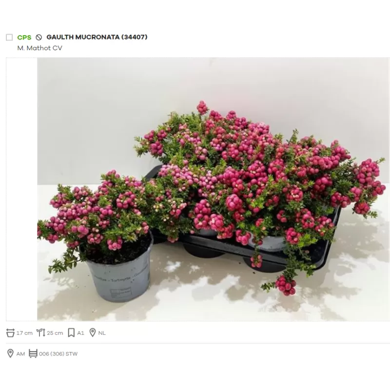 Bruknuolė (rožinė) - Gaultheria mucronata (pernettya) P17 gyva foto 2022-09-14