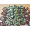 Litopsių rinkinys (adromischus, frittia, lithops, pleiospilos) x20