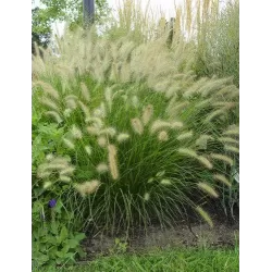 Kininė soruolė - Pennisetum alopecuroides HAMELN