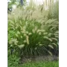 Kininė soruolė - Pennisetum alopecuroides HAMELN