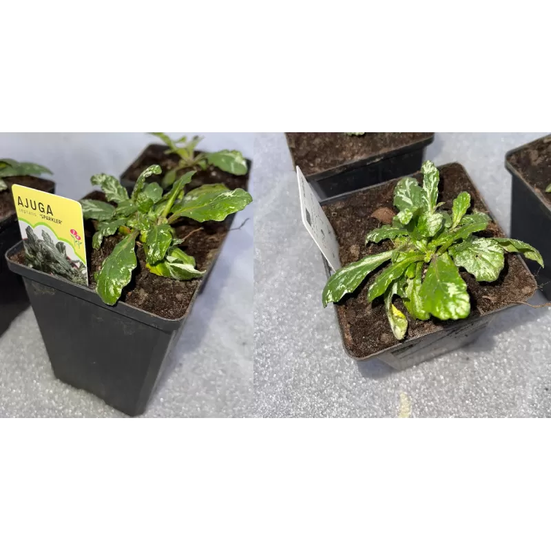 Ajuga reptans Sparkler