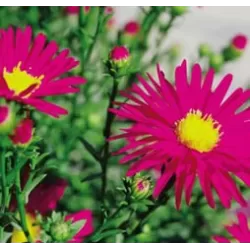 Aster n.-b. Winston Churchill C0,5 P9