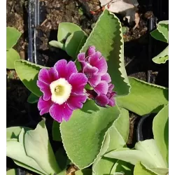 Gauruotoji raktažolė - Primula pubescens C0,5 P9