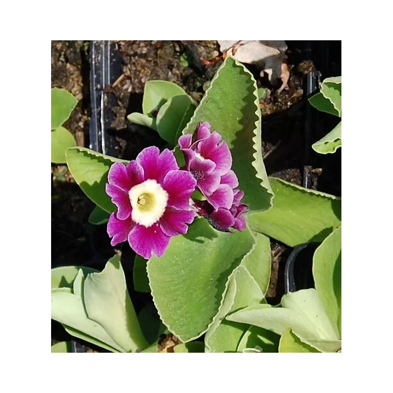 Gauruotoji raktažolė - Primula pubescens C0,5 P9