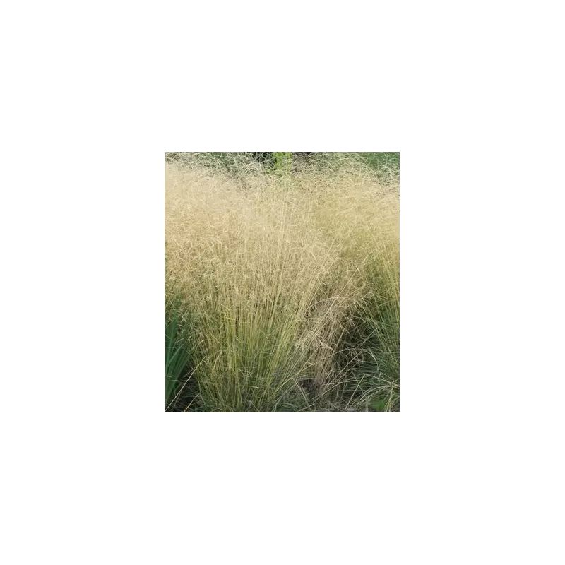 Kupstinė šluotsmilgė - Deschampsia caespitosa Goldschleier