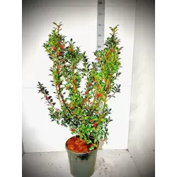 Aštrialapis (melsvasis) bugienis - Ilex meserveae MONDO Little Rascal 2METAI (dauginta auginiais) P9 gyva foto 2022-01-22