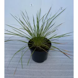 Kupstinė šluotsmilgė - Deschampsia caespitosa Goldschleier