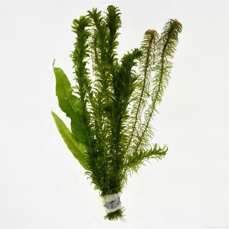 Viskom bosjes (3 soorten) 5 PER BUNCH