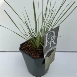 Didžioji ašuotė - Stipa gigantea