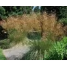Didžioji ašuotė - Stipa gigantea