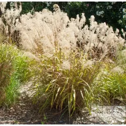 Didžioji ašuotė - Stipa gigantea