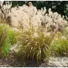 Didžioji ašuotė - Stipa gigantea