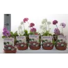 PRaktažolė - Primula CONFETTI p10.5 gyva foto 2022-04-08