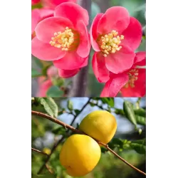 Puošnusis svarainis - Chaenomeles superba PINK LADY