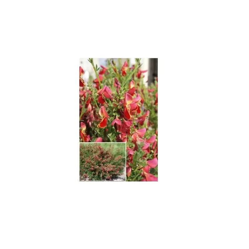 Raipstas - Cytisus Roter Favorit