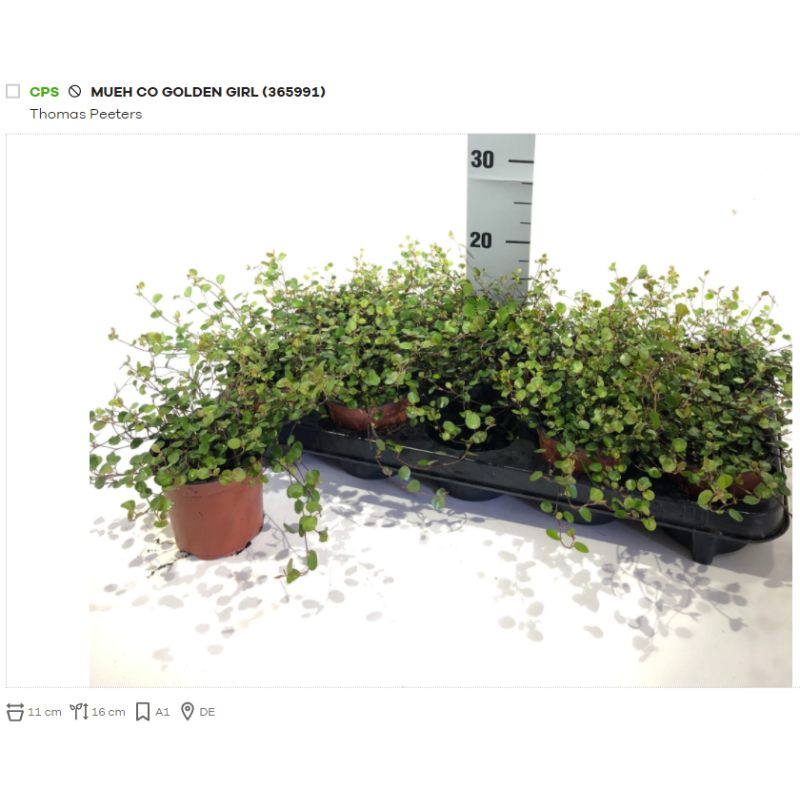 Miulenbekija - Muehlenbeckia complexa GOLDEN GIRL 11Ø gyva foto 2022-03-13