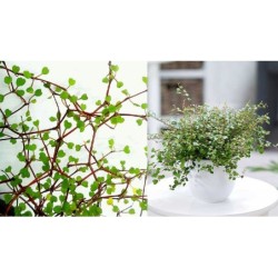 Miulenbekija - Muehlenbeckia complexa GOLDEN GIRL 11Ø gyva foto 2022-03-13