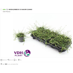 Miulenbekija - Muehlenbeckia complexa GOLDEN GIRL 11Ø gyva foto 2022-03-13