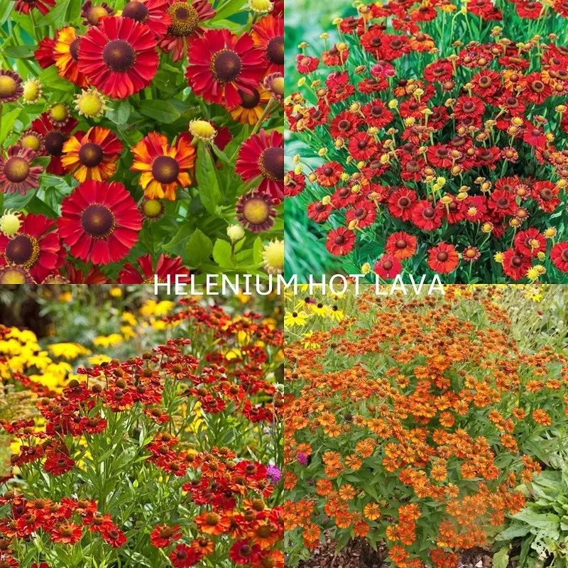 Daugiamečių gėlių sodinukai internetu