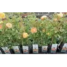 Rosa LADY OF SHALOTT ®