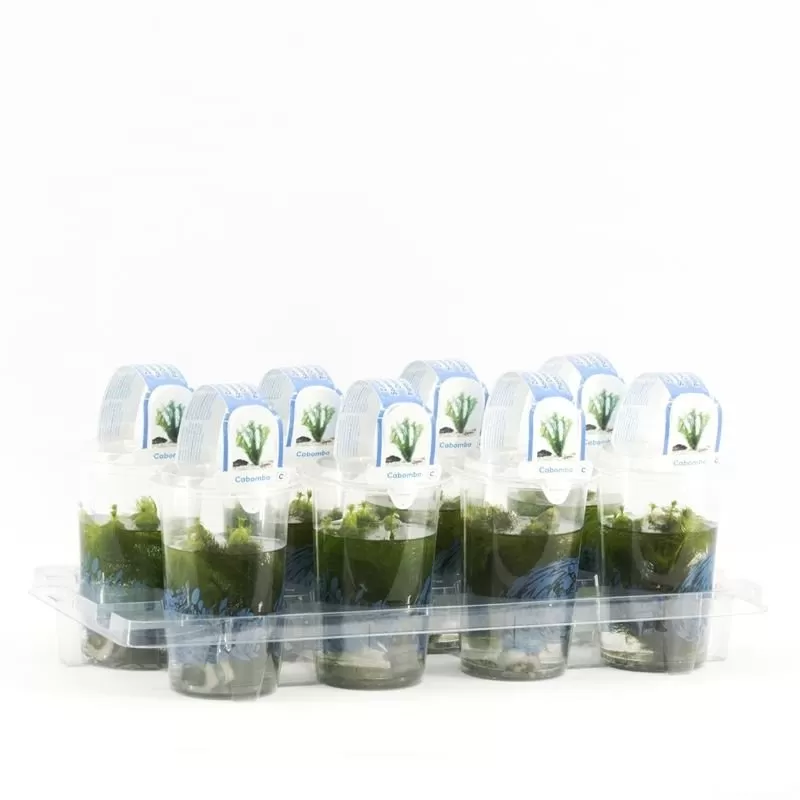 Cabomba Cup medium Floating plants and oxygen plants in cup
