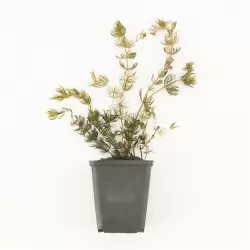 Myriophyllum spicatum P9 in plastic cup inc. Label