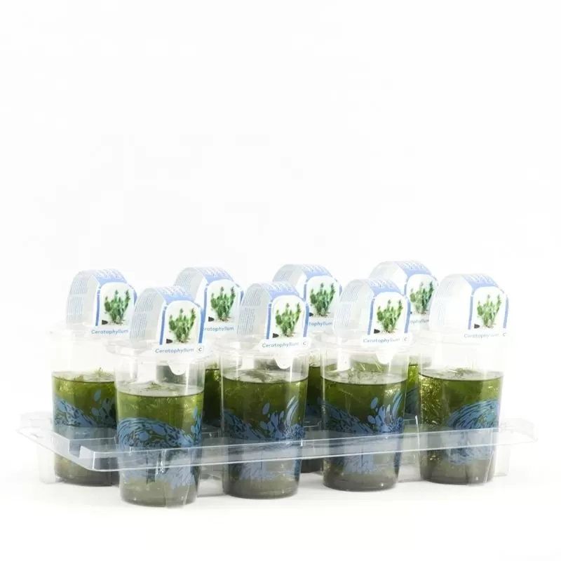 Ceratophyllum demersum Cup medium Floating plants and oxygen plants in cup