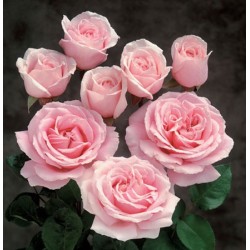 Rožė - Rosa FREDERIC MISTRAL ®