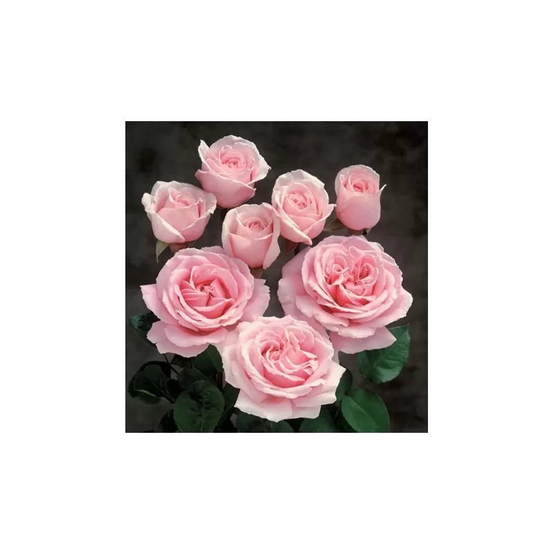 Rožė - Rosa FREDERIC MISTRAL ®