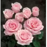 Rosa FREDERIC MISTRAL ®