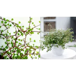 Miulenbekija - Muehlenbeckia complexa GOLDEN GIRL 11Ø gyva foto 2022-03-13