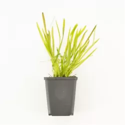 Vallisneria spiralis P9 in plastic cup inc. Label