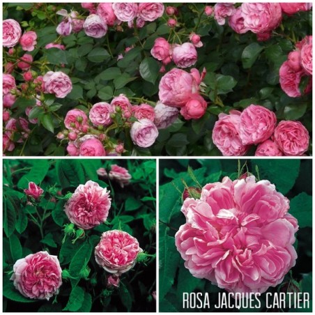 Rožė - Rosa JACQUES CARTIER ®