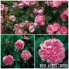 Rosa JACQUES CARTIER